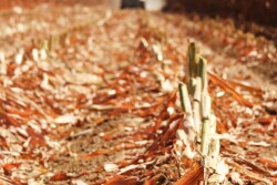 Now is the time to do corn chopper maintenance, before the crush of harvest.