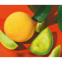 solara melon