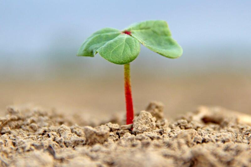 Miller manufactures Cytokin and Cytoplex HMS plant growth regulators
