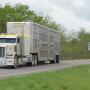 Semi trucks preparing to drop off cattle.
