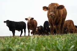 Wheat grazing OSU