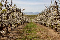 Two rows of cherry trees in an orchard