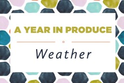 YIP - Weather-1.jpg