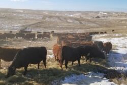 Winter feeding