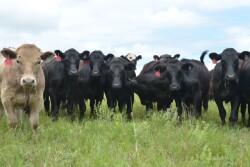 BT_Stocker_Cattle_Kansas
