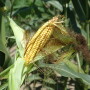 Ear of corn.
