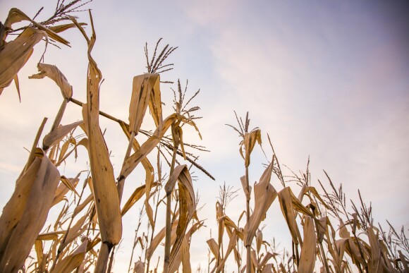 Menomonie_Harvest_9[1].jpg