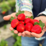 strawberries in hands