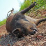wild pig diet