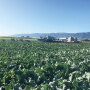 Bengard Ranch Inc. now is harvesting good-quality broccoli and a wide range of other vegetables, says Steve Koran, general manager. “We didn’t have any disruptions with any weather events,” he says.