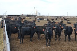 BT_Feedlot_Cattle_2