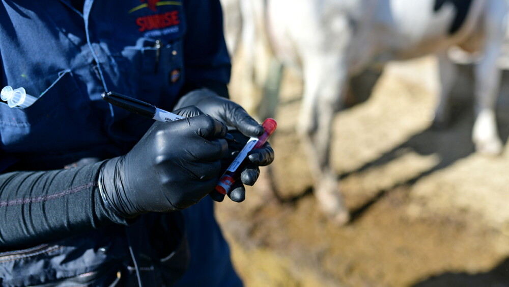 Barb Peterson Sunrise Veterinary Services by Dylan Voyles - blood sampling dairy cows for H5N1 avain flu near Amarillo Texas 05-01-2024 blood sample syringe needle 