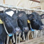 DT_Cows_South_Dakota