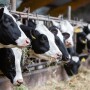 DairyHerd_Article_Header.jpg