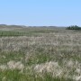 Pasture