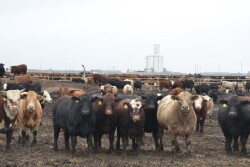 BT_Cattle_Feedlot