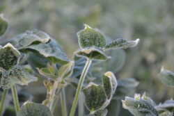 dicamba damage in illinois