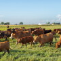 Part of Herff Cornelius' Akaushi herd. 
