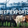 beef exports