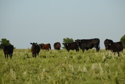 BT_Cow_Calf_Flint_Hills