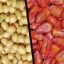 Seed