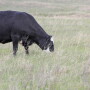 Cow grazing early spring