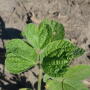Typical distortion from HG 15 applications includes heart-shaped leaflets like on this plant. Distortion is commonly asymmetrical.
