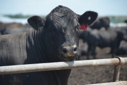 A fed steer in a feedlot. 