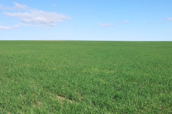 wheat_april.jpg
