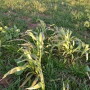 Frost damage