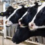 dairy-cattle-feeding2500.jpg