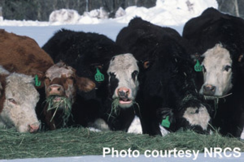 Cows-eating-hay-in-snow-300w