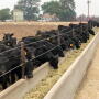 Neb Feeder Calves CAB