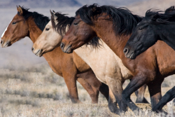 Wild Horses BLM
