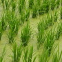 rice_paddy_asia