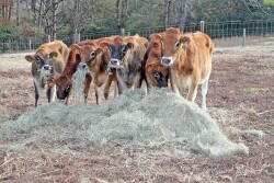 jerseycowgroupFACES.jpg
