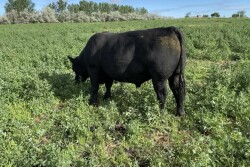 Grazing lush regrowth