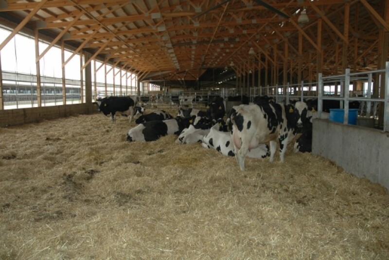 Dry period heat stress negatively affects the performance of dairy cows during the subsequent lactation.