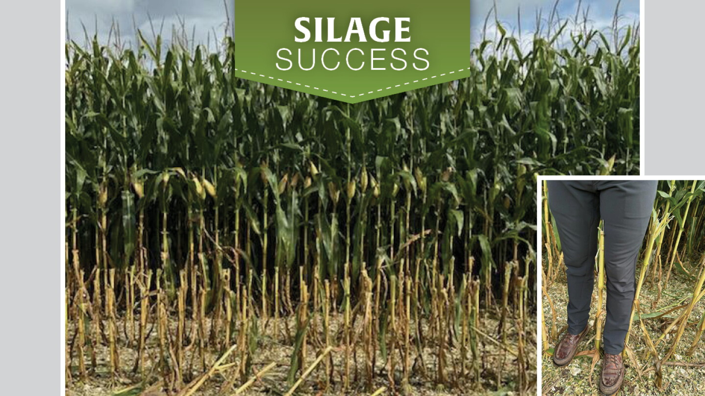Raising the Bar on Corn Silage Chopping Height