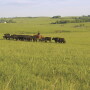 Contentious battles continue over the beef industry’s self-help program