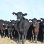 BT_Stocker_Cattle_Head-on