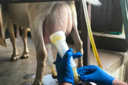 Andrew and Blake Place own and operate a goat dairy called Hidden Pastures Goat Dairy in Glenfield, New York. What sets them apart is their creation of goat gelato made out of goat’s milk.
