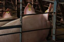 Sow on pig farm