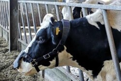 Now there is a new way to help cows transition into the dry period more comfortably with Bovikalc Dry — an oral mineral bolus designed to decrease dry matter intake and reduce milk production.