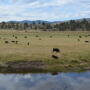A temporary restraining order will stop Steven and Dwight Hammond from using their federal grazing permits.