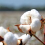 A cotton boll from Red Land Cotton.