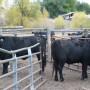 In this study, 60% of treated cattle were diagnosed pregnant from fixed-time AI compared with 51% in the control group.