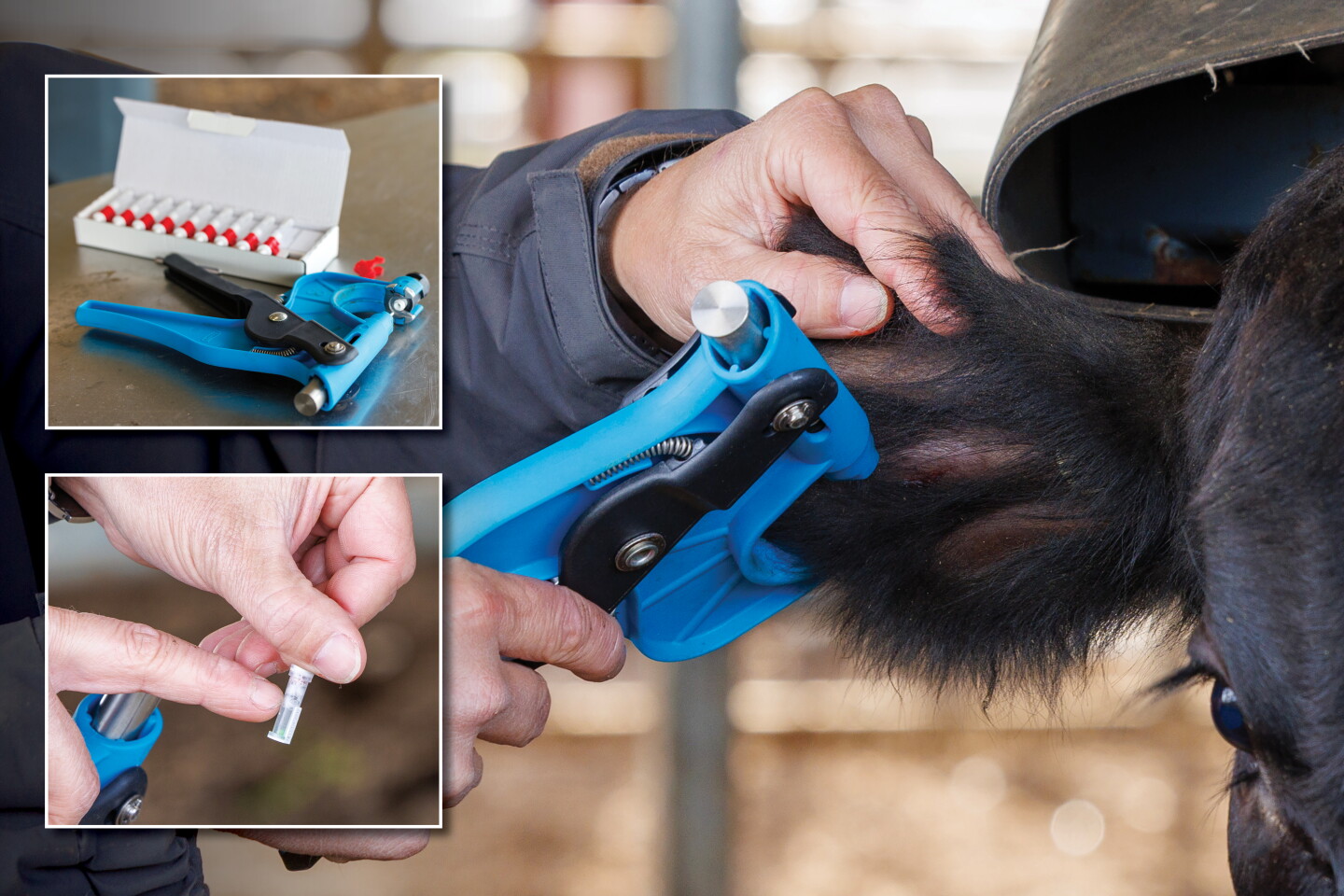 Dna Collection Cattle Building the Next Generation Cow Herd Using Genomic Testing