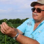 Extension agent Robert Goodson holds up dicamba-damaged soybean leaves in Phillips County. The Arkansas county presently has 20,000 acres affected by off-target dicamba movement.