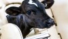 Precision dairy technology isn’t just for cows. Autofeeders, activity monitors, and other emerging tools are making it possible to raise calves with the type of individual attention received by the calves of yesterday. 